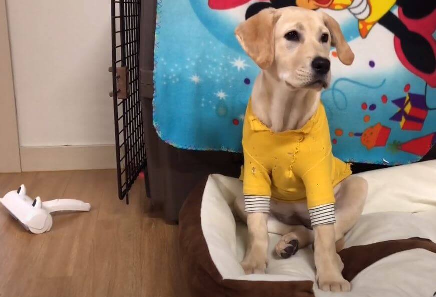 ラブラドールレトリーバー,動画