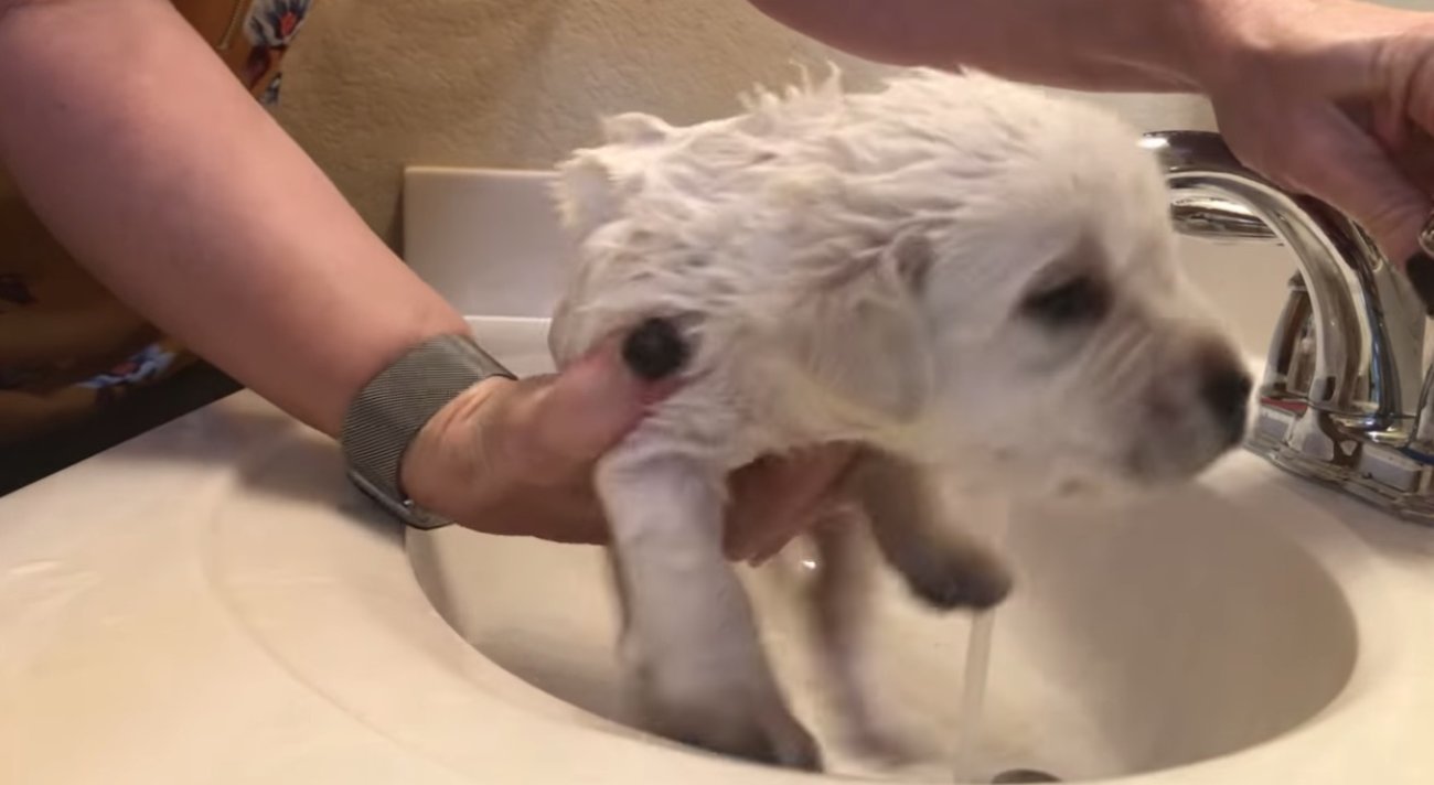 ラブラドールレトリーバー,動画