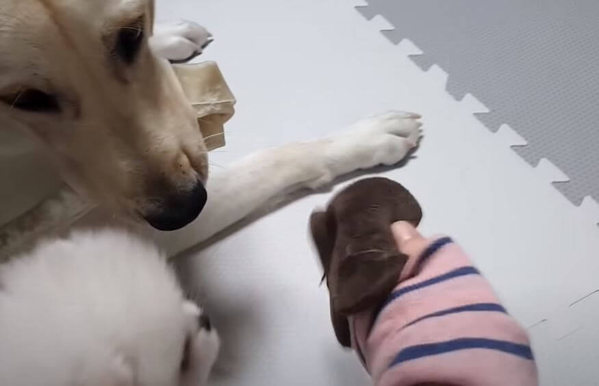 ラブラドールレトリーバー,動画