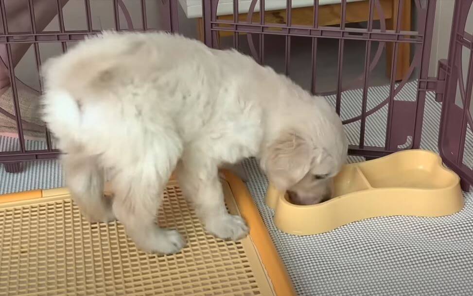 ゴールデンレトリーバー,動画