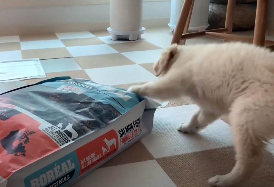 ゴールデンレトリーバー,動画