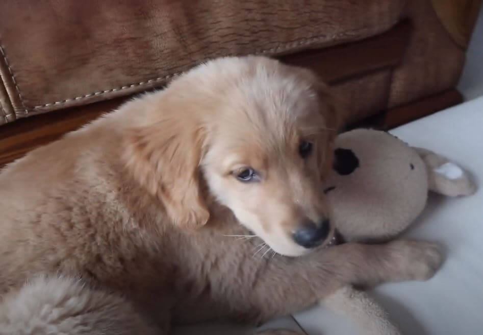 ゴールデンレトリーバー,動画