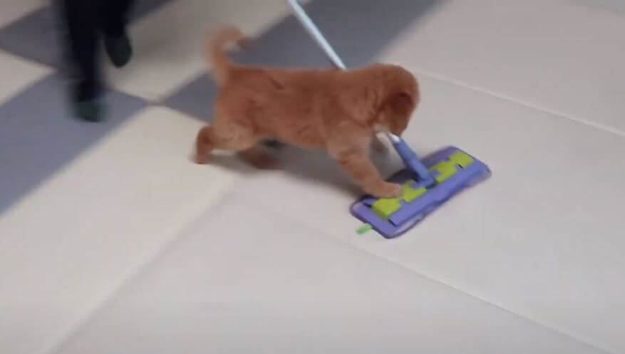 ゴールデンレトリーバー,動画