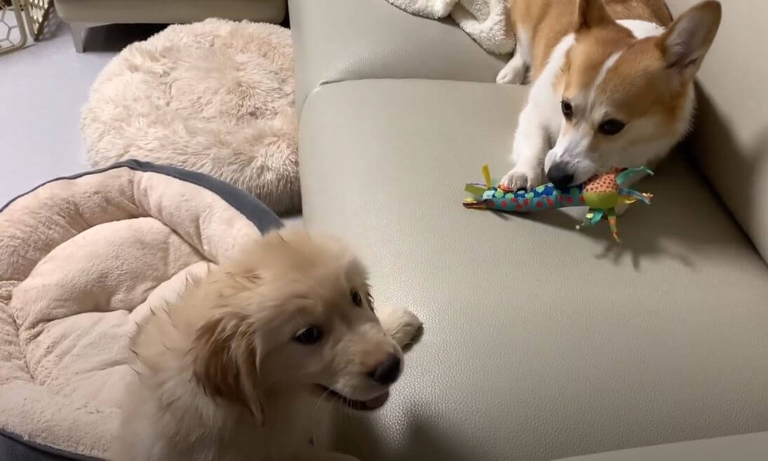 ゴールデンレトリーバー,動画