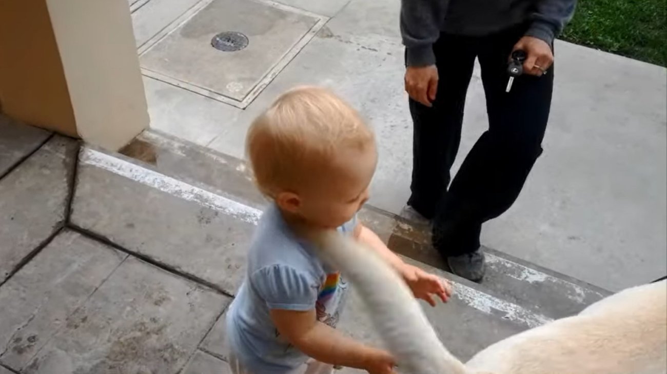 ラブラドールレトリーバー,動画