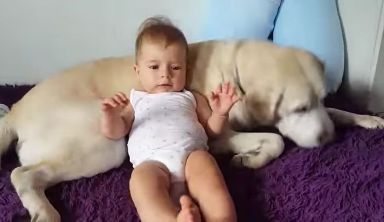 ラブラドールレトリーバー,動画