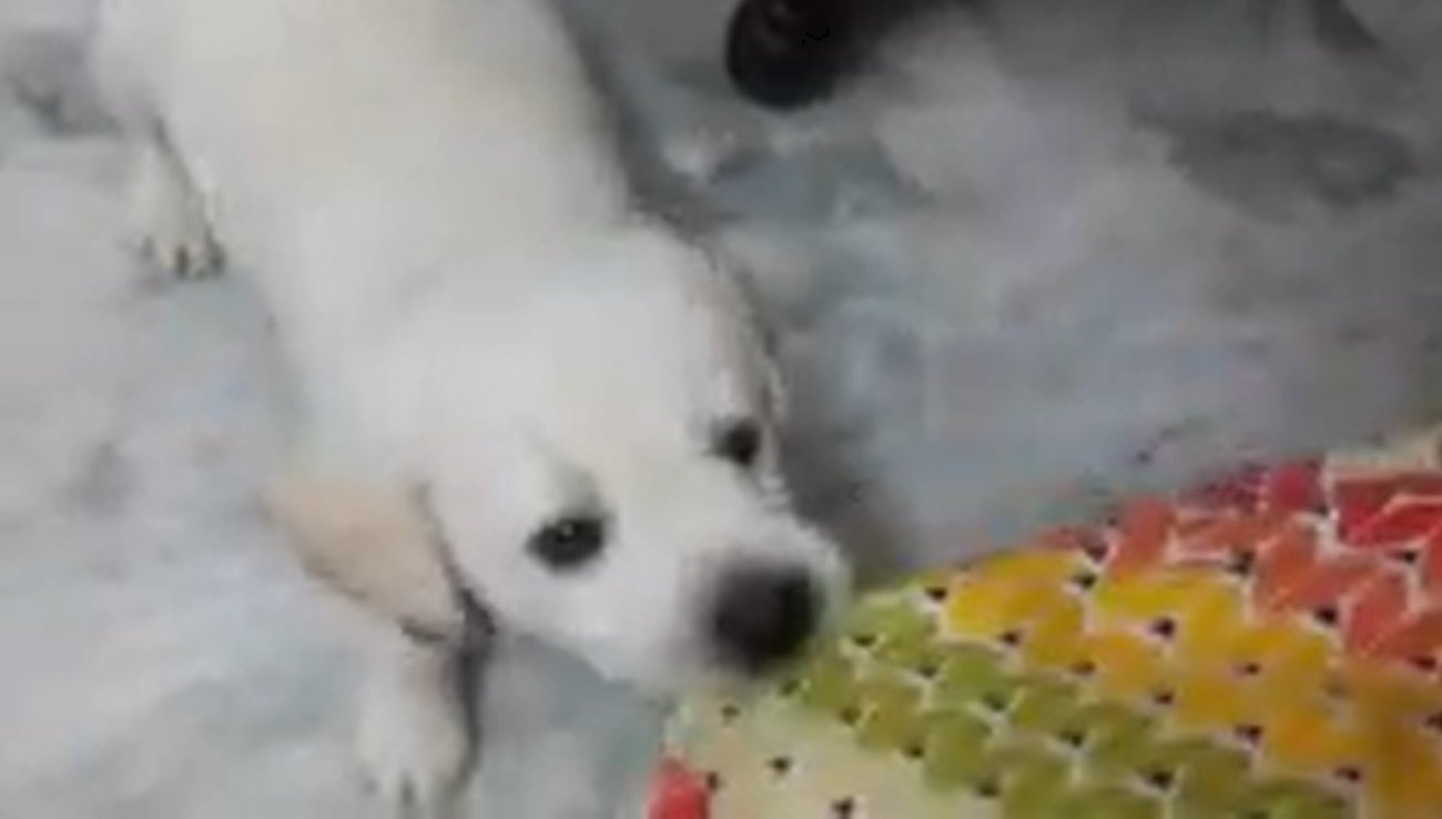 ラブラドールレトリーバー,動画