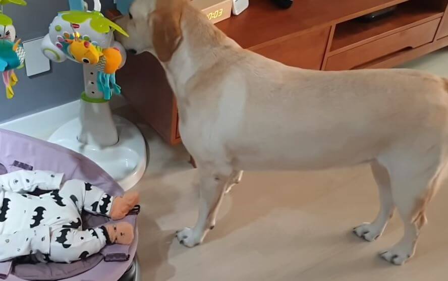 ラブラドールレトリーバー,動画