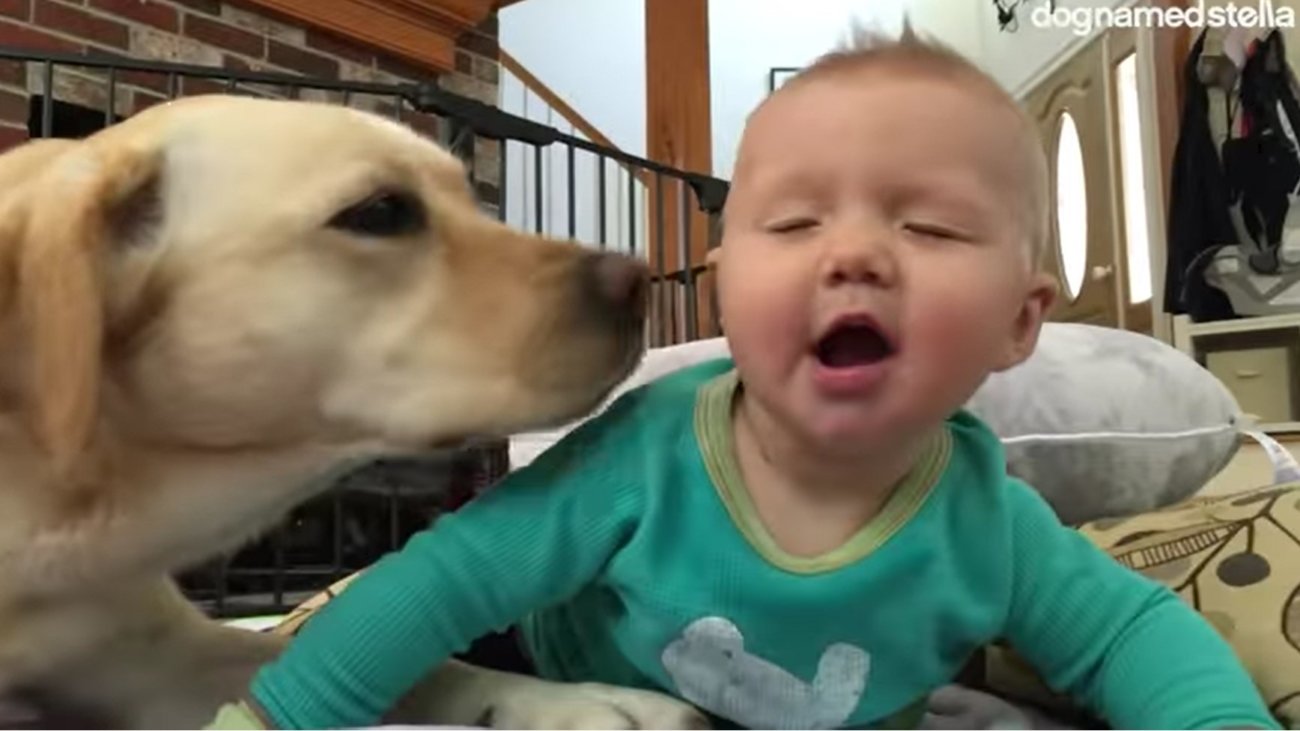 ラブラドールレトリーバー,動画