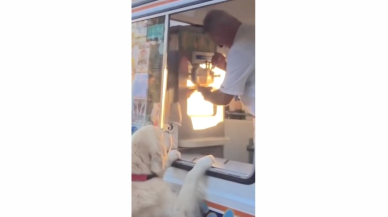 ゴールデンレトリーバー,動画