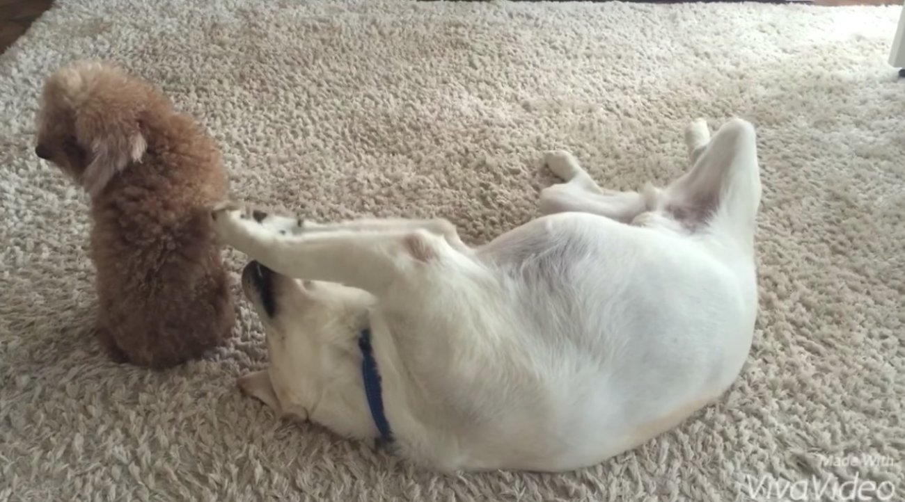 ラブラドールレトリーバー,動画