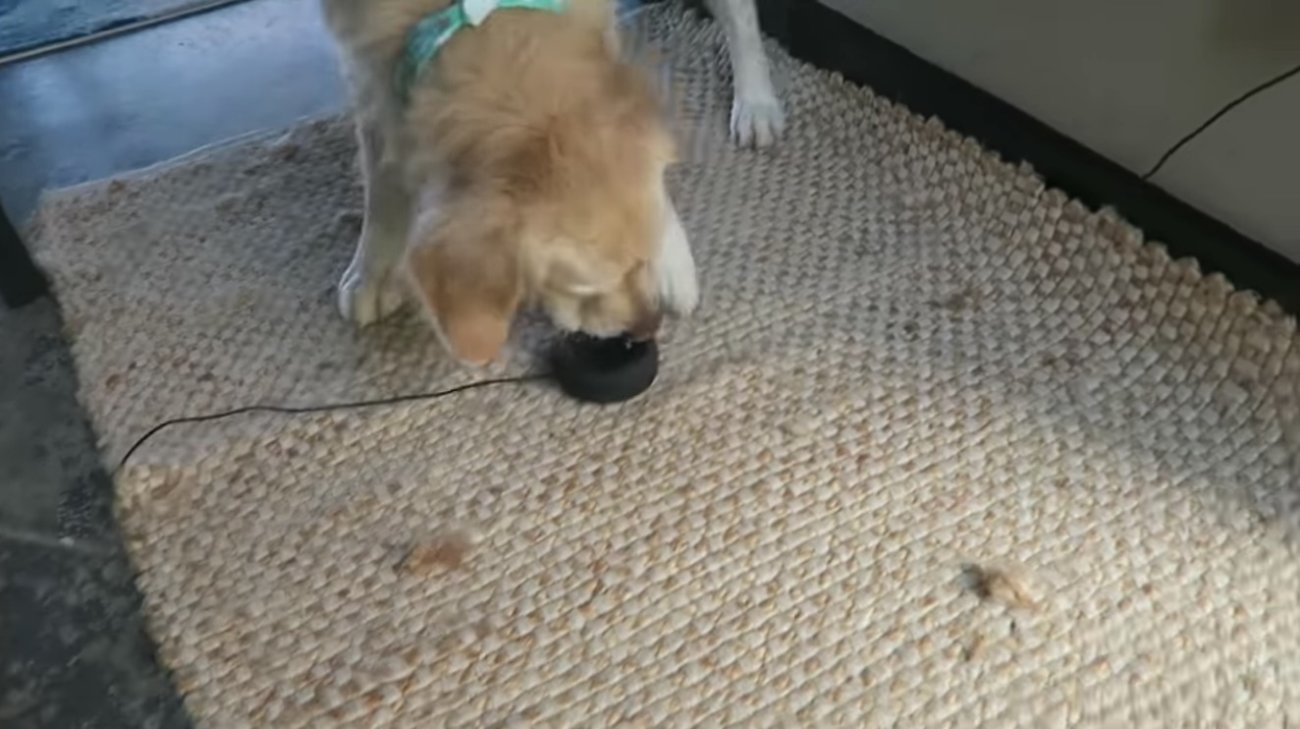 ゴールデンレトリーバー,動画