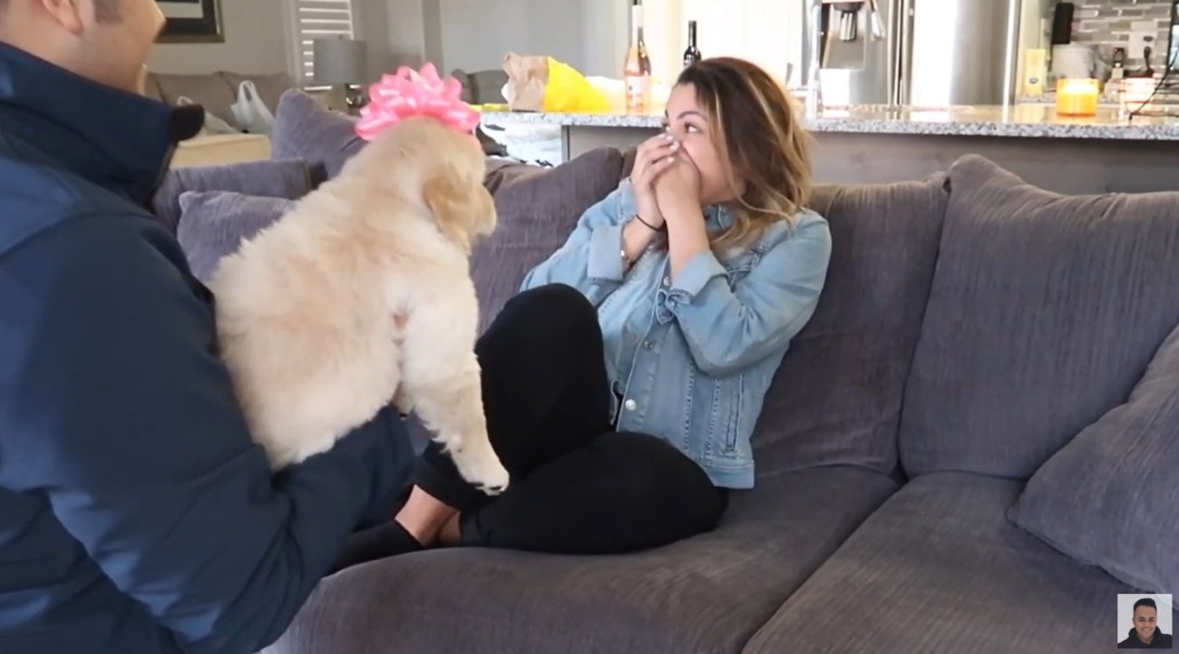 ゴールデンレトリーバー,動画