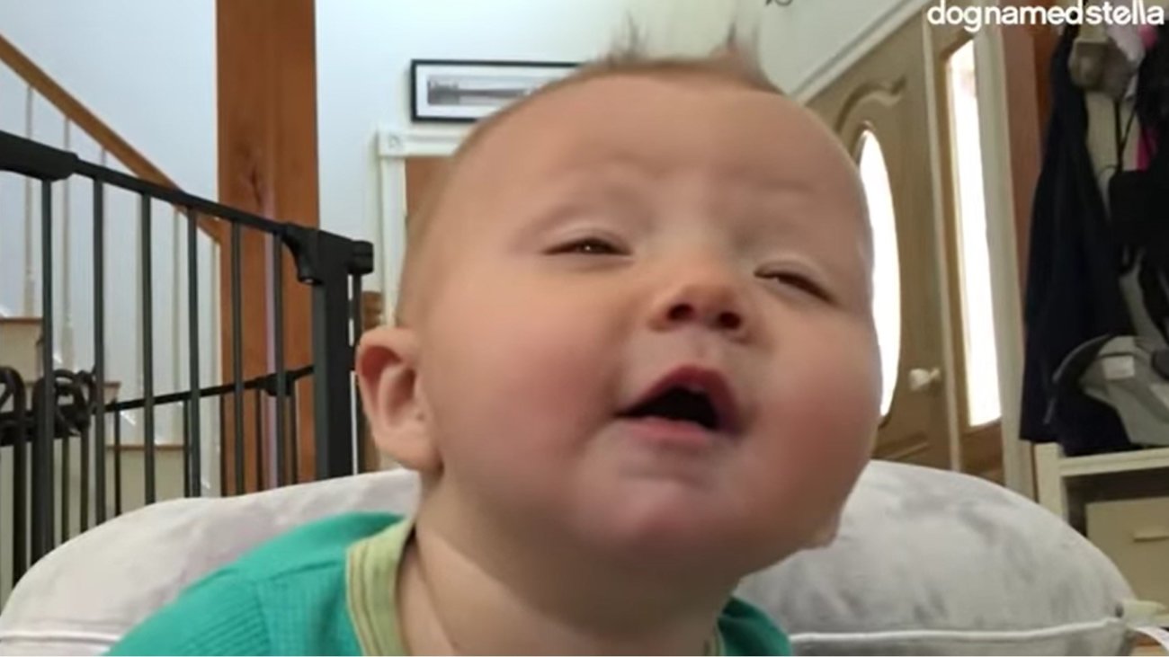 ラブラドールレトリーバー,動画