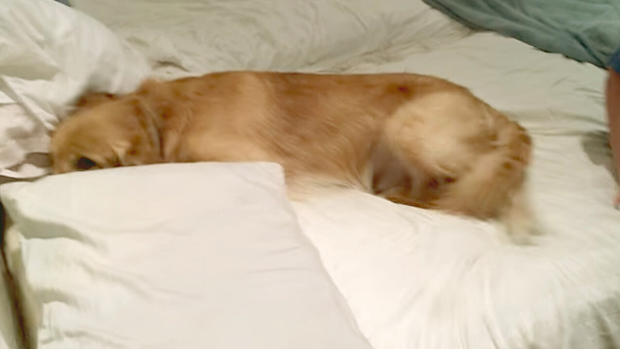 ゴールデンレトリーバー,動画