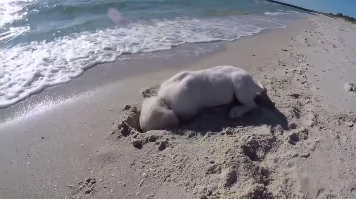 ラブラドールレトリーバー,動画