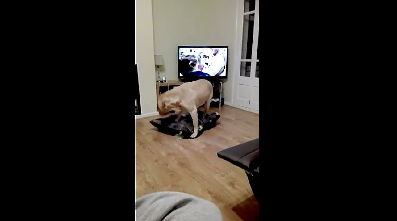 ラブラドールレトリーバー,動画