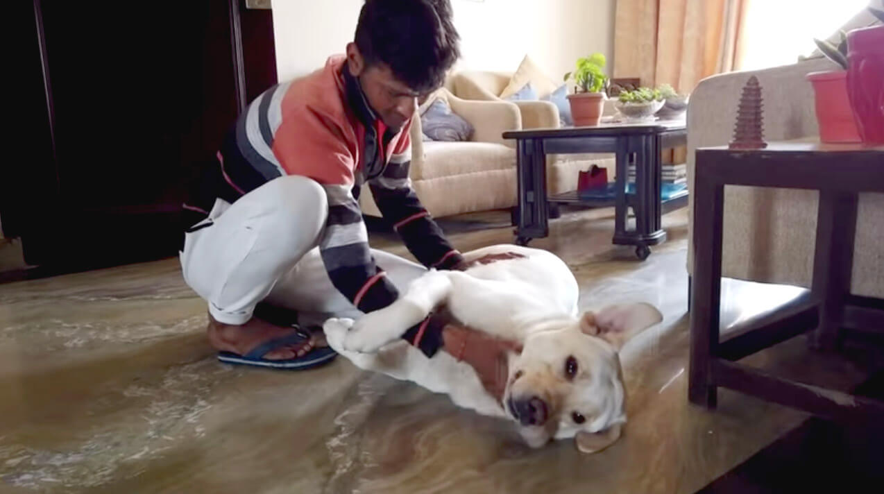 ラブラドールレトリーバー,動画