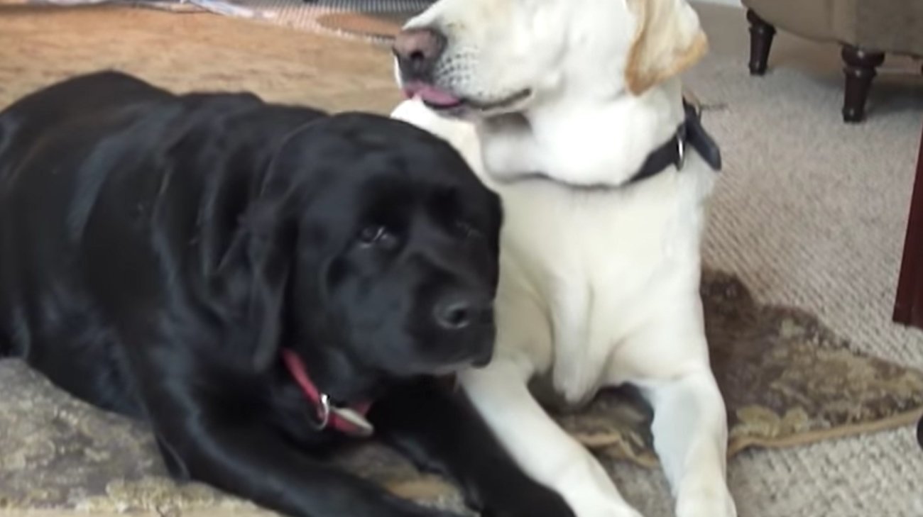 ラブラドールレトリーバー,動画