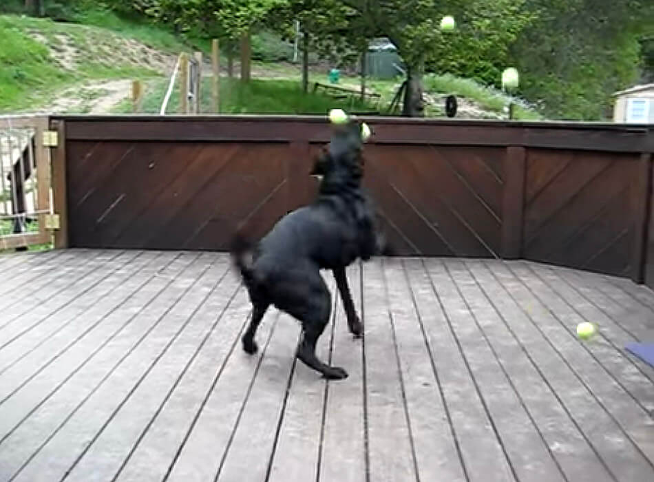 ラブラドールレトリーバー,動画