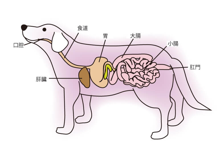 レトリーバー,ごはん