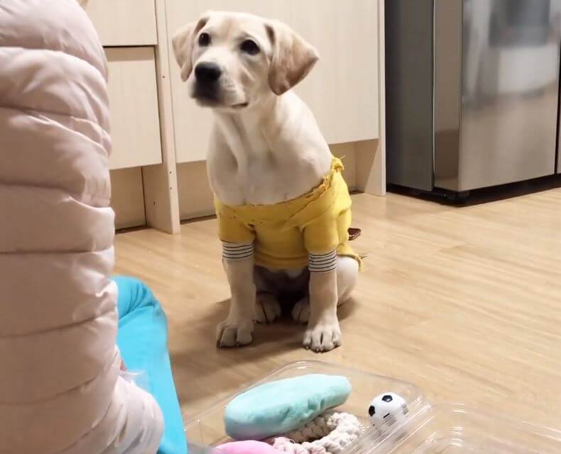 ラブラドールレトリーバー,動画