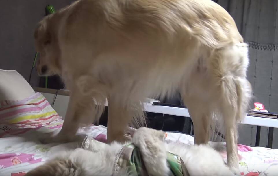 ゴールデンレトリーバー,動画