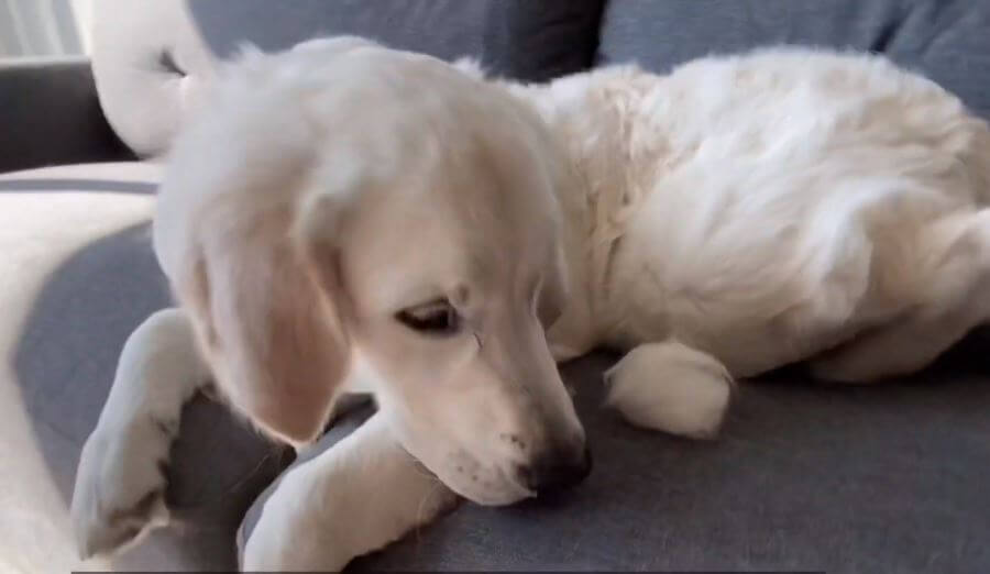 ゴールデンレトリーバー,動画