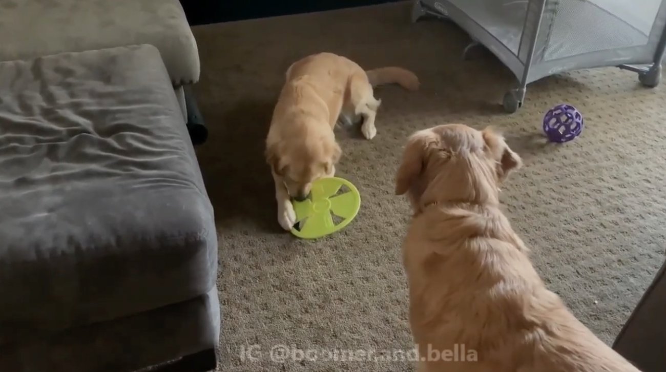 ゴールデンレトリーバー,動画