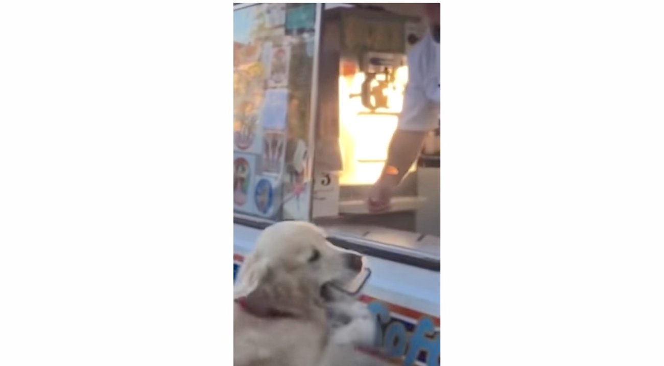 ゴールデンレトリーバー,動画