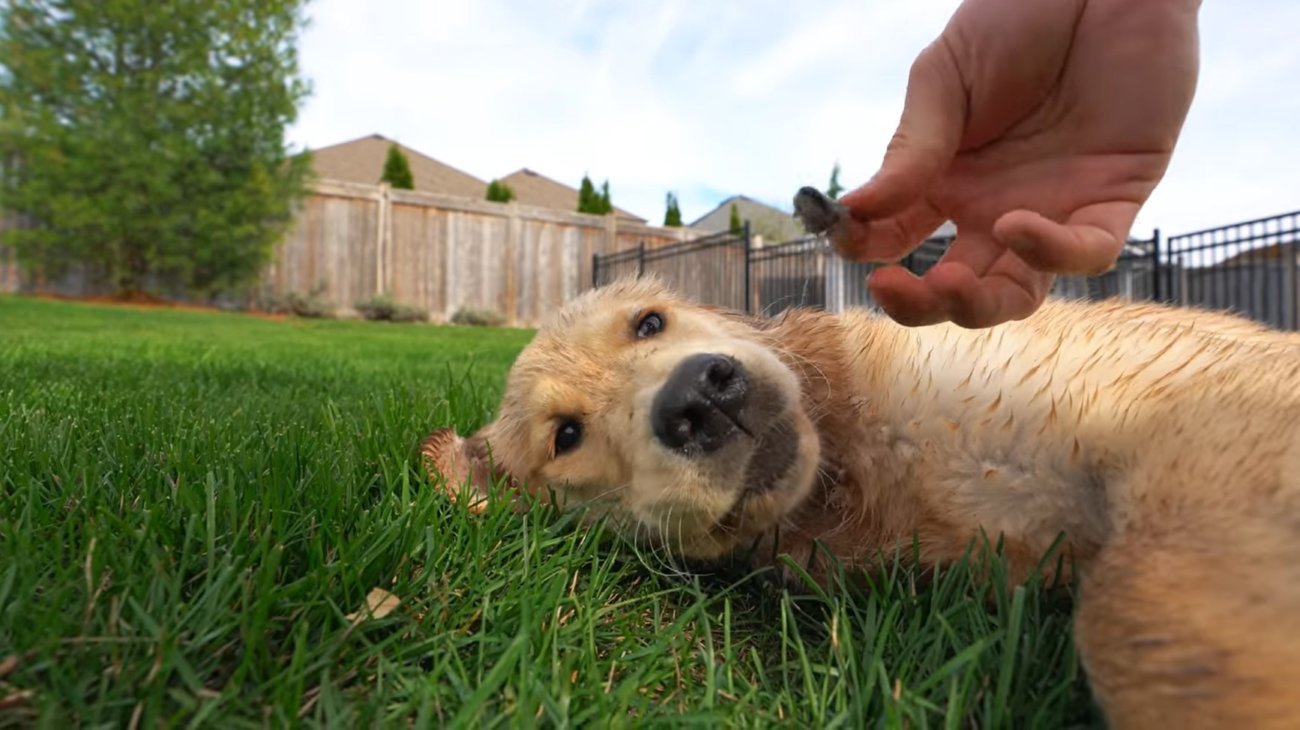 ゴールデンレトリーバー,動画