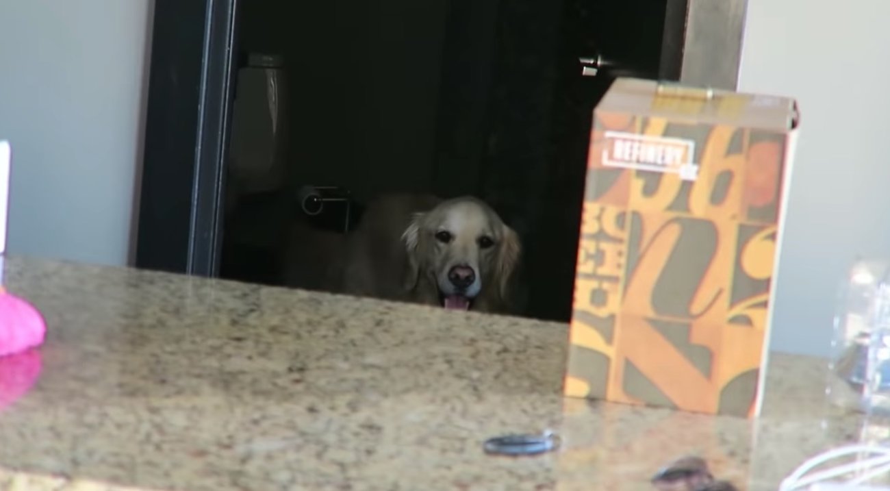 ゴールデンレトリーバー,動画