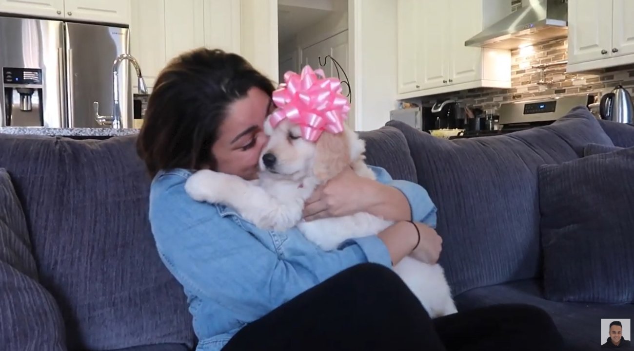 ゴールデンレトリーバー,動画