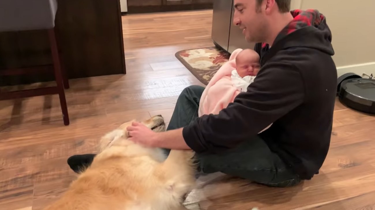 ゴールデンレトリーバー,動画