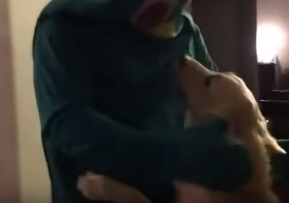 ゴールデンレトリーバー,動画