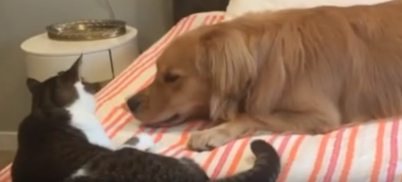 ゴールデンレトリーバー,動画