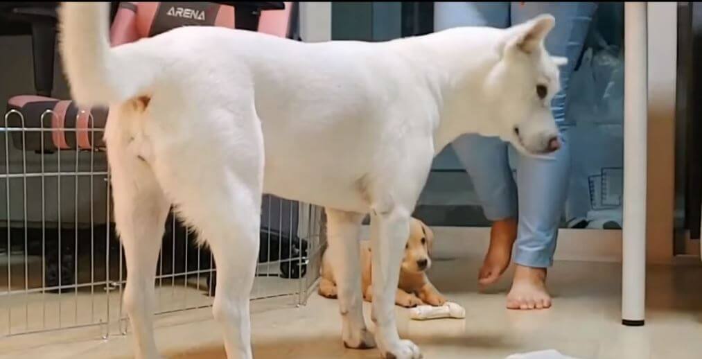 ラブラドールレトリーバー,動画