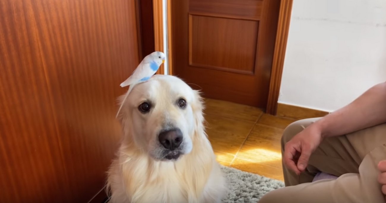 ゴールデンレトリーバー,動画