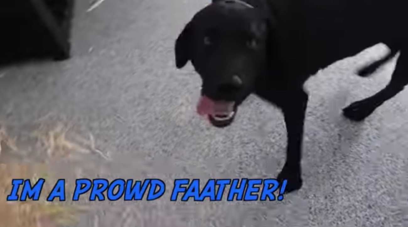 ラブラドールレトリーバー,動画