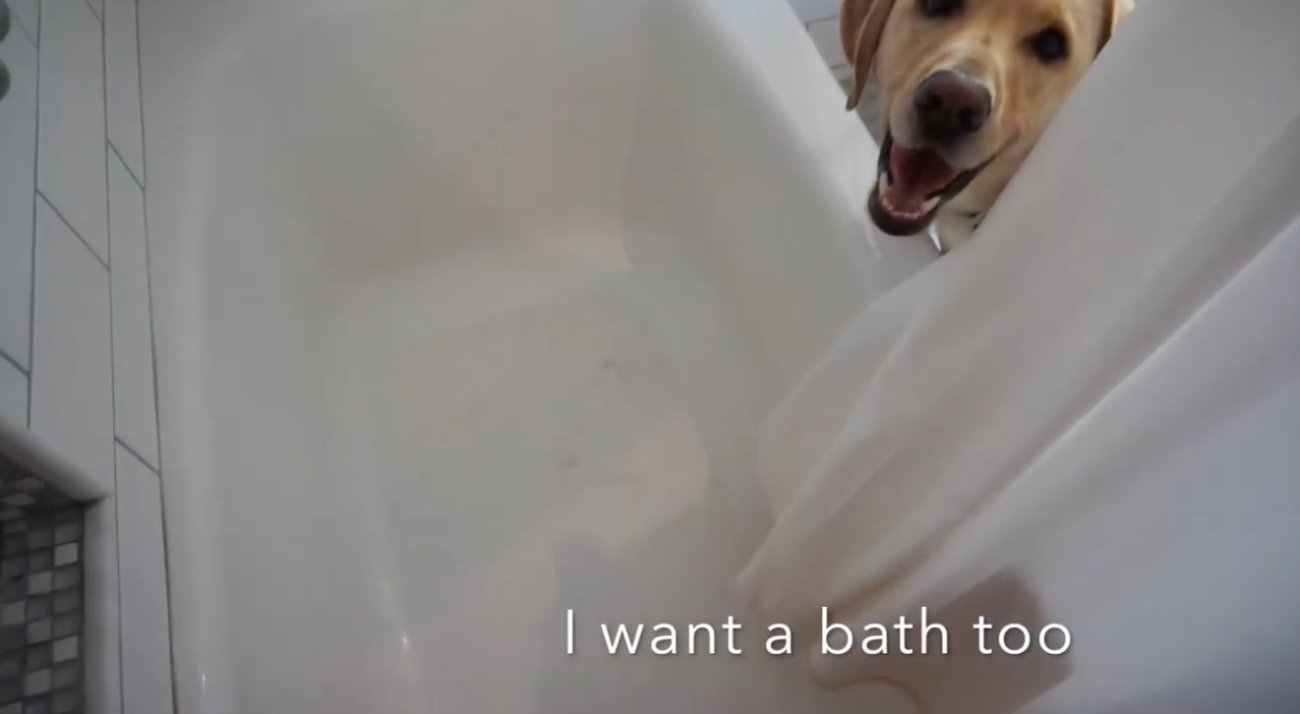 ラブラドールレトリーバー,動画