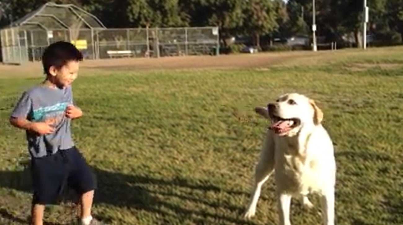 ラブラドールレトリーバー,動画