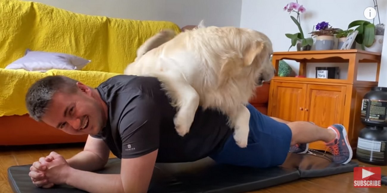 ゴールデンレトリーバー,動画