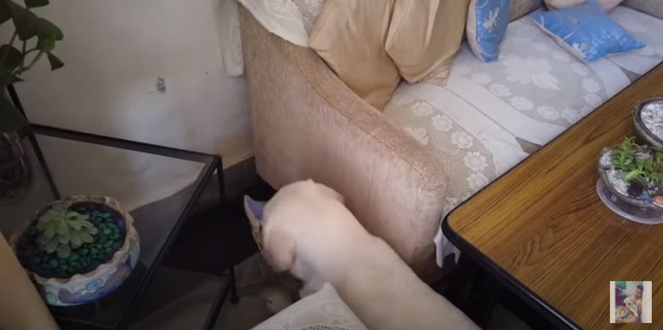 ラブラドールレトリーバー,動画