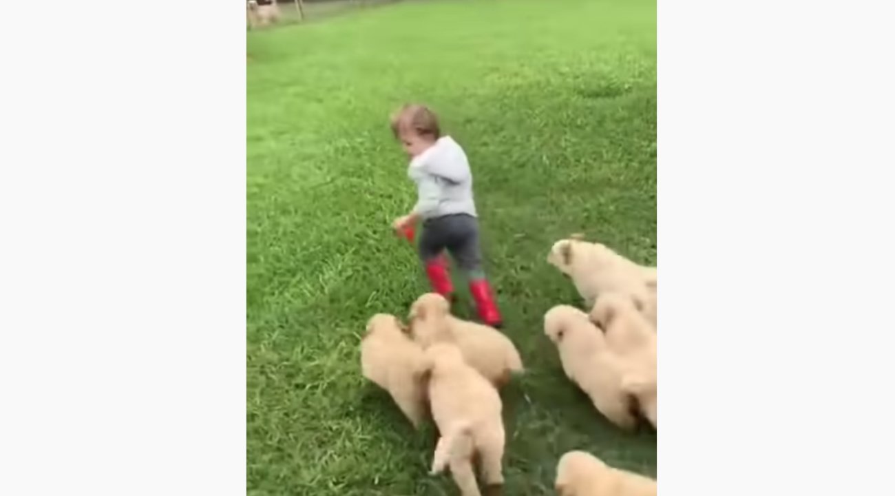 ゴールデンレトリーバー,動画