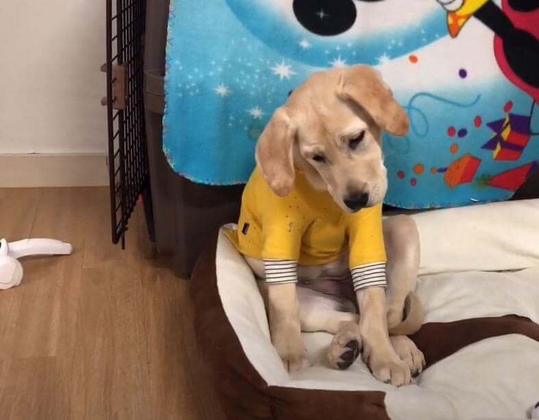 ラブラドールレトリーバー,動画