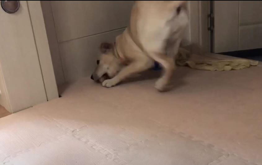 ラブラドールレトリーバー,動画