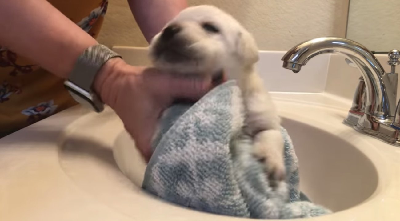 ラブラドールレトリーバー,動画