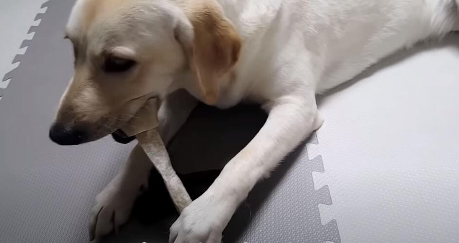 ラブラドールレトリーバー,動画