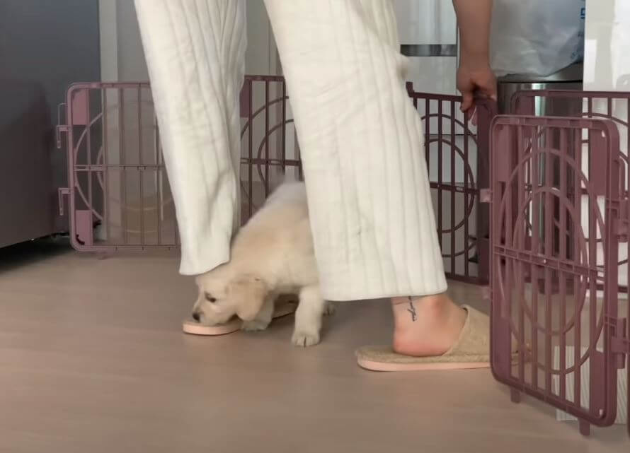 ゴールデンレトリーバー,動画