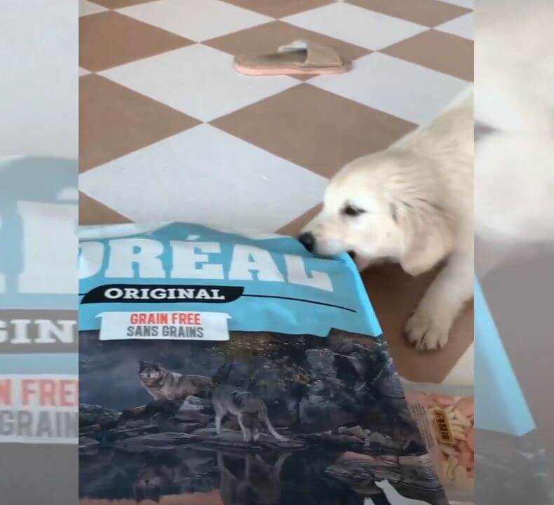 ゴールデンレトリーバー,動画